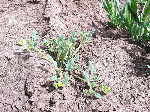 Mono phacelia: Phacelia monoensis in the Bodie Hills, Mono Co., CA, USA