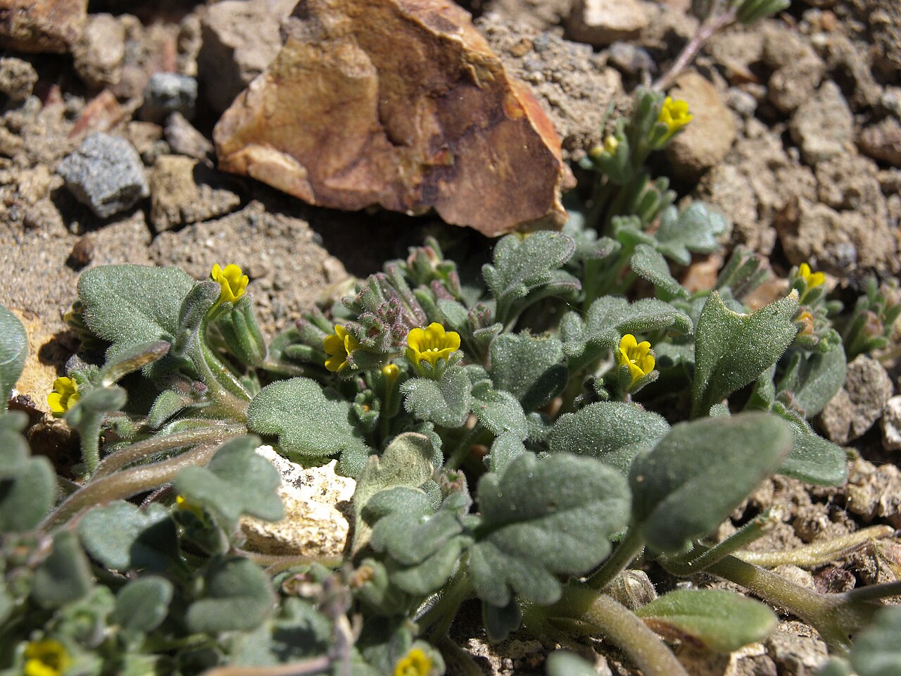 Mono phacelia: Mono County phacelia, Phacelia monoensis, Nevada, White Mountains, Pinchot Creek - Columbus Salt Marsh drainage, elevation 2626 m (8615 ft). This rare annual sp