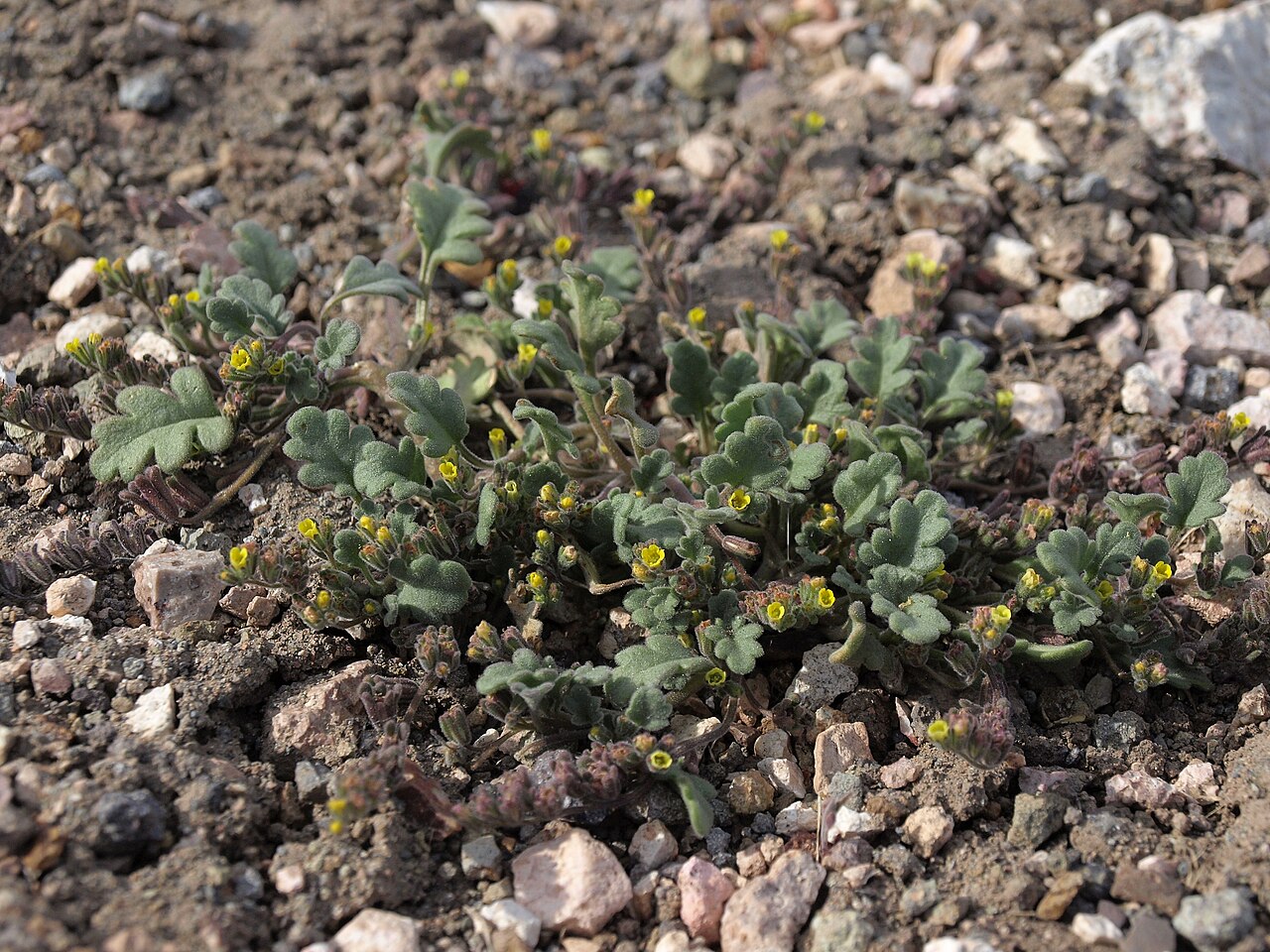 Mono phacelia: Mono County phacelia, Phacelia monoensis, Nevada, White Mountains, Pinchot Creek - Columbus Salt Marsh drainage, elevation 2667 m (8750 ft). This rare annual sp