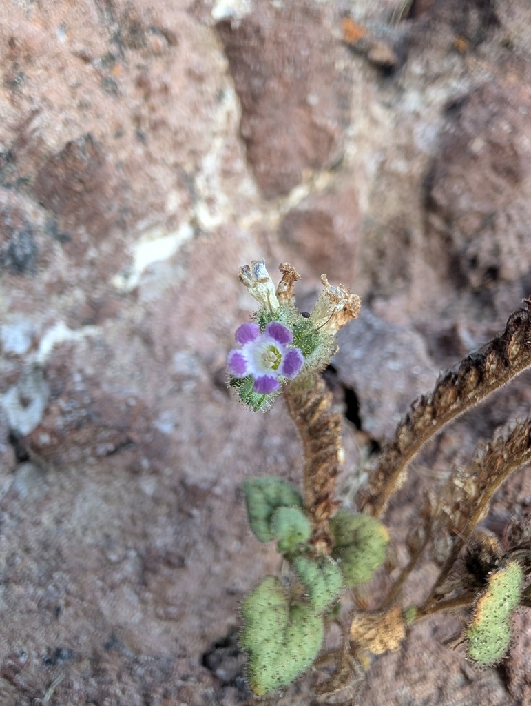 Weasel phacelia (Phacelia mustelina)