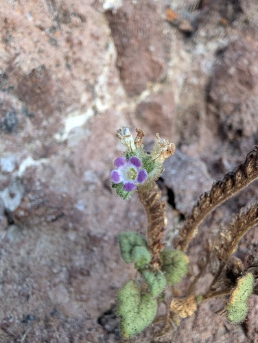 Weasel phacelia (Phacelia mustelina)