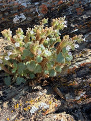 Weasel phacelia (Phacelia mustelina)