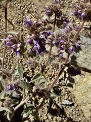 Changeable phacelia (Phacelia mutabilis)