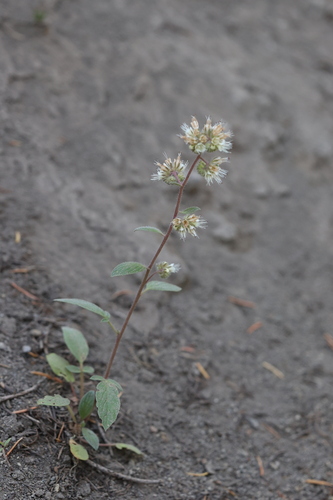 Changeable phacelia (Phacelia mutabilis)