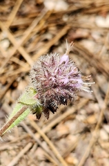 Changeable phacelia (Phacelia mutabilis)