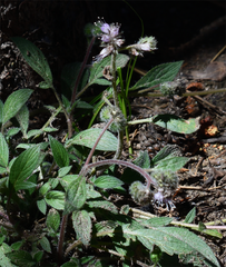 Changeable phacelia (Phacelia mutabilis)