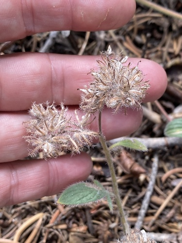 Changeable phacelia (Phacelia mutabilis)