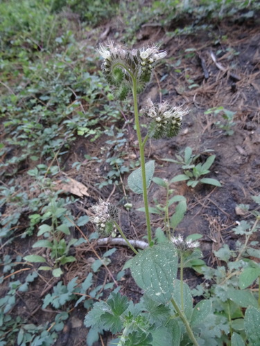 Changeable phacelia (Phacelia mutabilis)