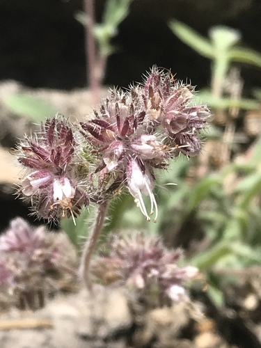Changeable phacelia (Phacelia mutabilis)