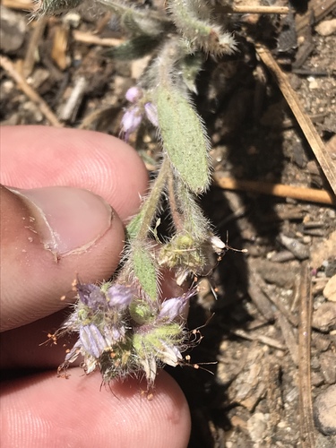 Changeable phacelia (Phacelia mutabilis)