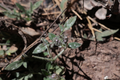 Changeable phacelia (Phacelia mutabilis)