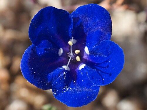 Charlotte's phacelia: Phacelia nashiana in Short Canyon