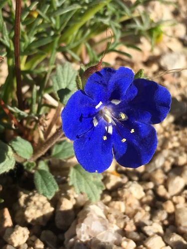 Charlotte's phacelia (Phacelia nashiana)