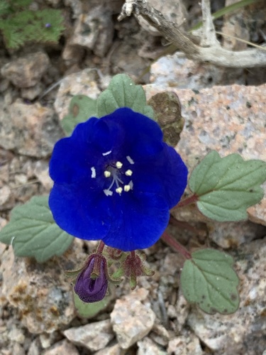 Charlotte's phacelia (Phacelia nashiana)