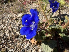 Charlotte's phacelia (Phacelia nashiana)