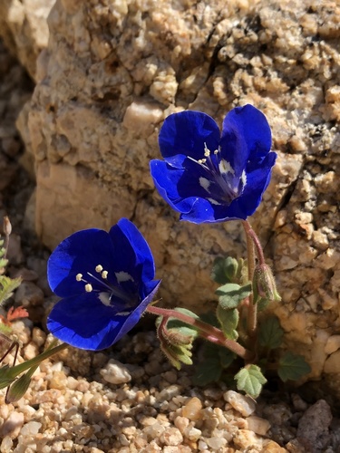 Charlotte's phacelia (Phacelia nashiana)