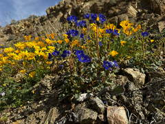 Charlotte's phacelia (Phacelia nashiana)