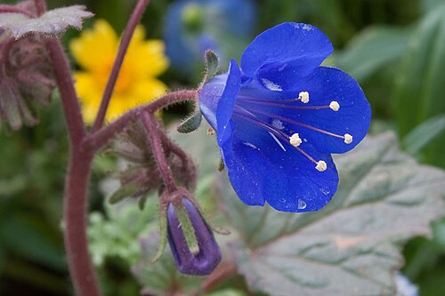 Charlotte's phacelia: Phacelia nashiana , cultivated