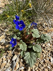 Charlotte's phacelia (Phacelia nashiana)