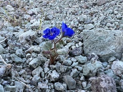 Charlotte's phacelia (Phacelia nashiana)