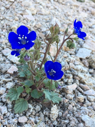 Charlotte's phacelia (Phacelia nashiana)