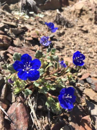 Charlotte's phacelia (Phacelia nashiana)