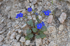 Charlotte's phacelia (Phacelia nashiana)