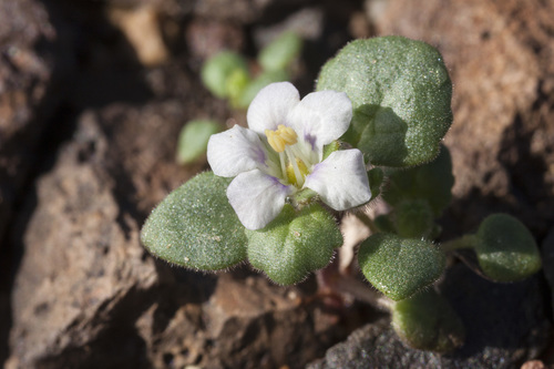 Alkali phacelia (Phacelia neglecta)