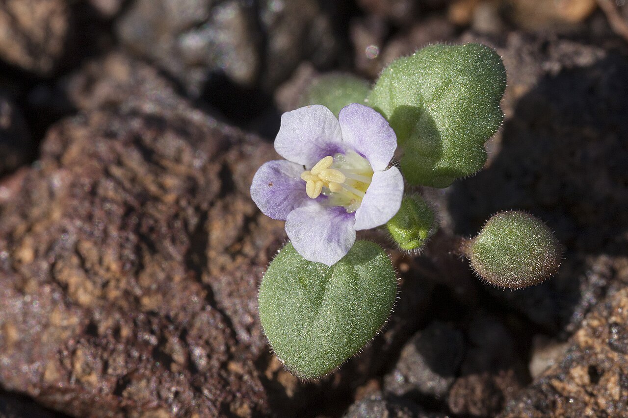 Alkali phacelia: Phacelia neglecta , La Posa Plain on the west side of the Plomosa Mountains, north of Plomosa Road and north-northeast of Quartzsite, 33.773 -114.177, La Paz Co