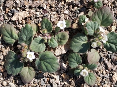 Alkali phacelia (Phacelia neglecta)
