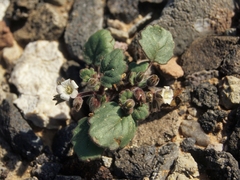 Alkali phacelia (Phacelia neglecta)