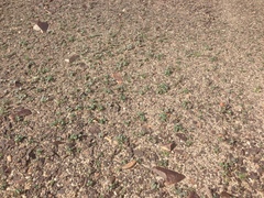 Alkali phacelia (Phacelia neglecta)