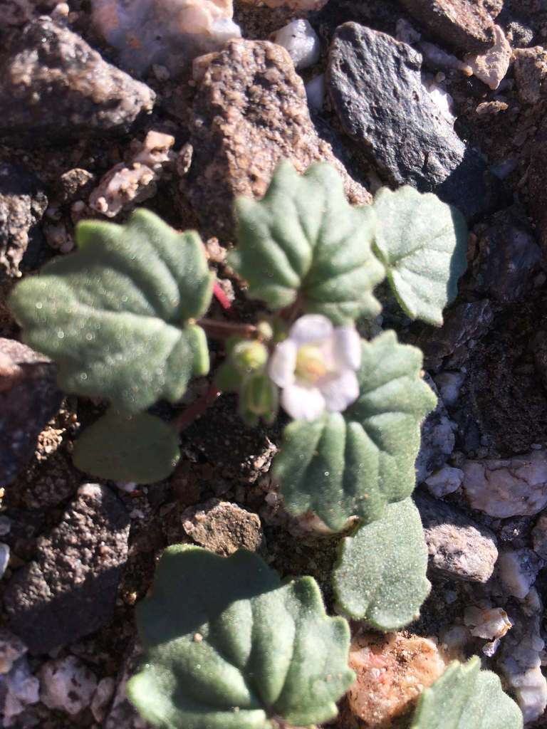 Alkali phacelia (Phacelia neglecta)
