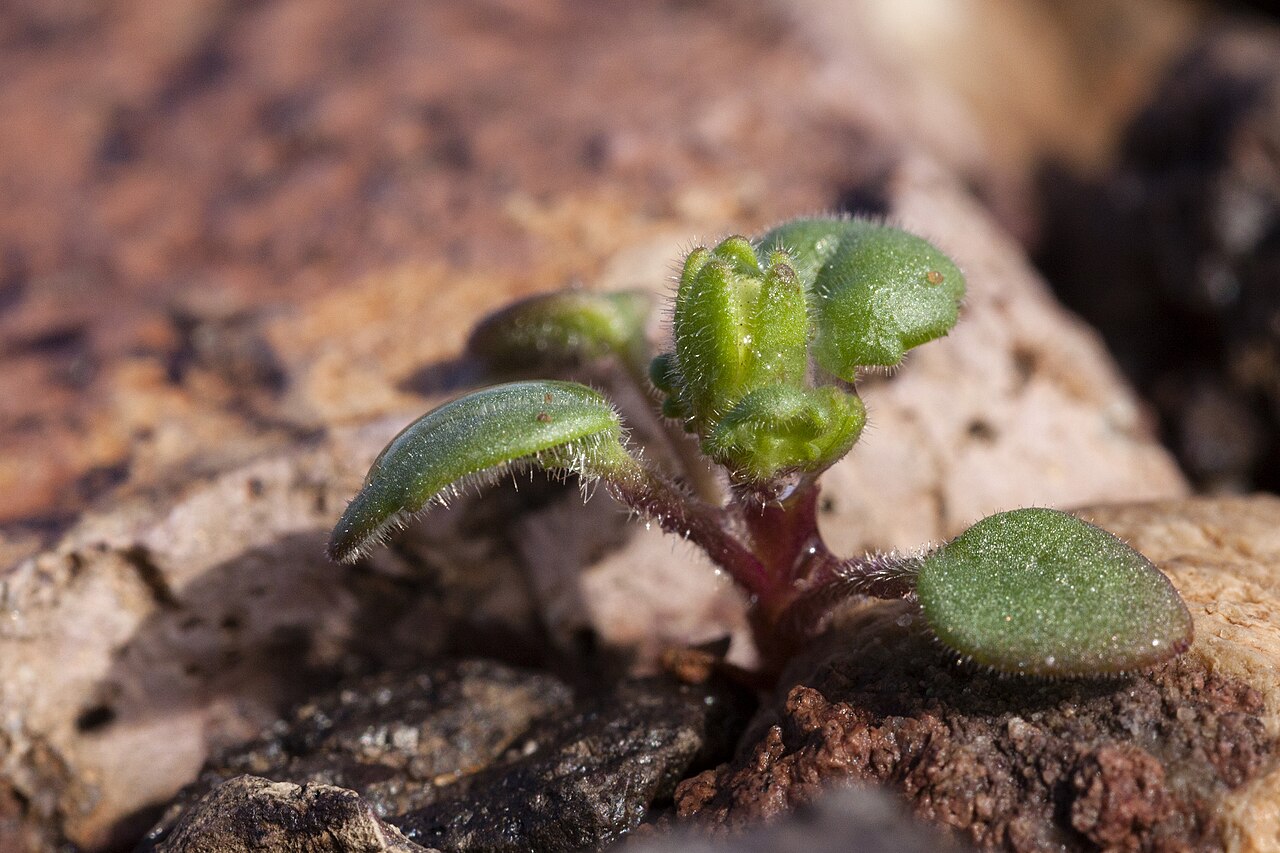 Alkali phacelia: Phacelia neglecta , La Posa Plain on the west side of the Plomosa Mountains, north of Plomosa Road and north-northeast of Quartzsite, 33.773 -114.177, La Paz Co