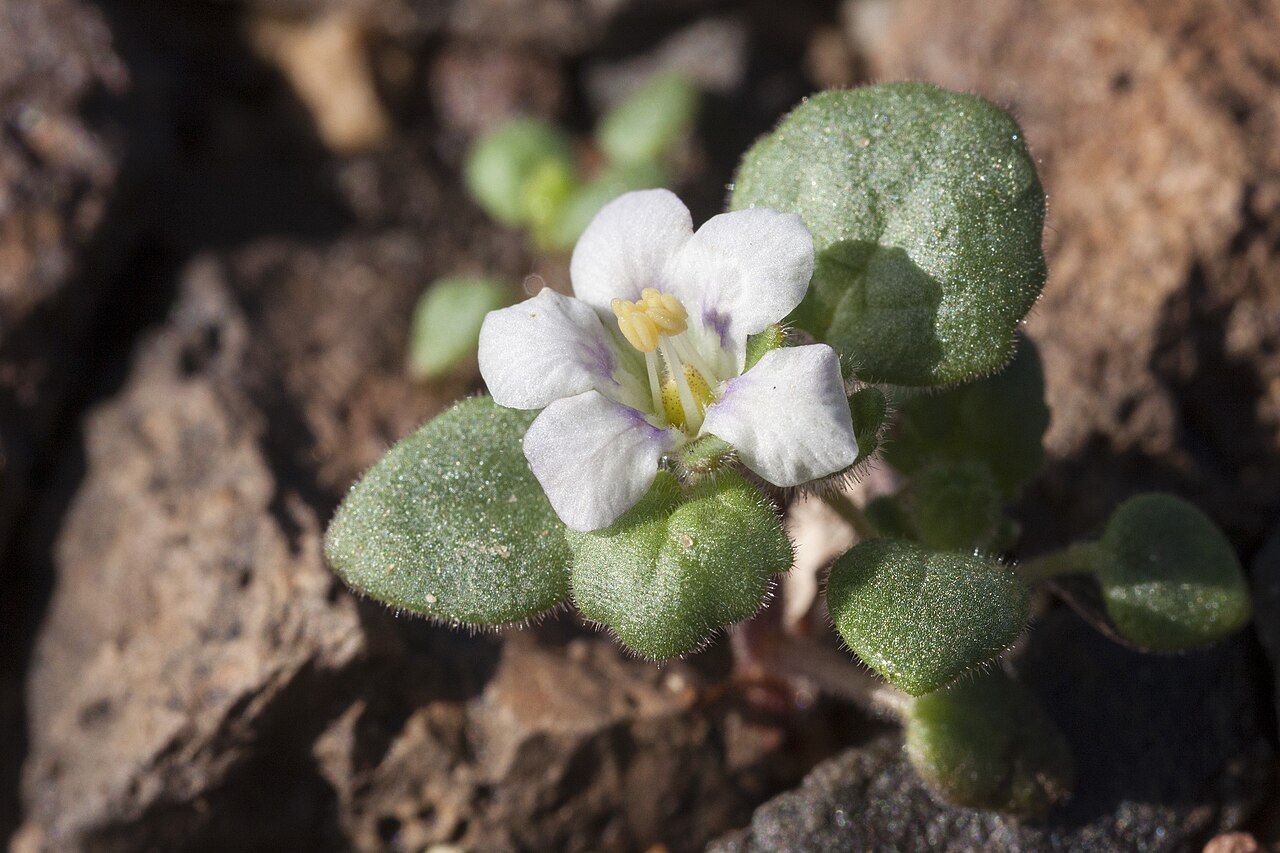 Alkali phacelia: Phacelia neglecta , La Posa Plain on the west side of the Plomosa Mountains, north of Plomosa Road and north-northeast of Quartzsite, 33.773 -114.177, La Paz Co