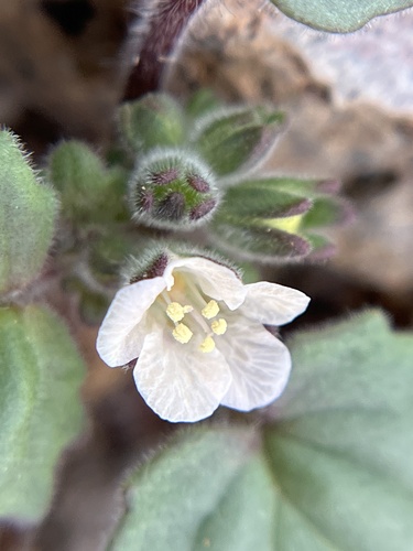 Alkali phacelia (Phacelia neglecta)