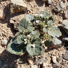 Alkali phacelia (Phacelia neglecta)