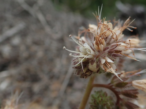 Shade phacelia (Phacelia nemoralis)