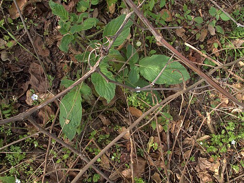 Shade phacelia: H20130318-7096—Phacelia nemoralis (center) and Nemophila heterophylla (edges)—Mitchell Canyon