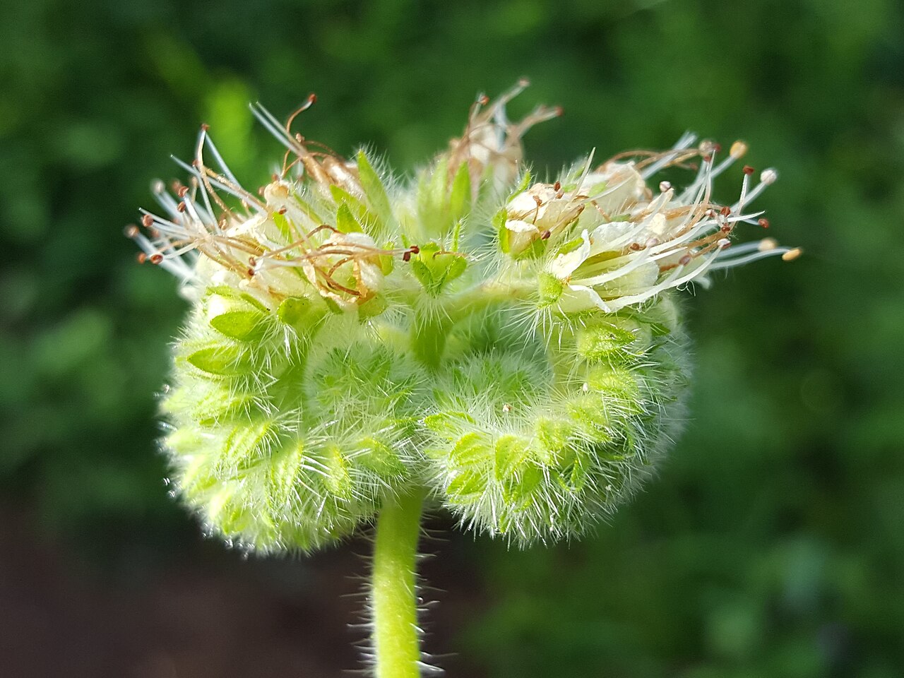 Shade phacelia: Phacelia nemoralis oregonensis in the United States