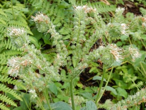 Shade phacelia (Phacelia nemoralis)