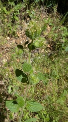 Shade phacelia (Phacelia nemoralis)