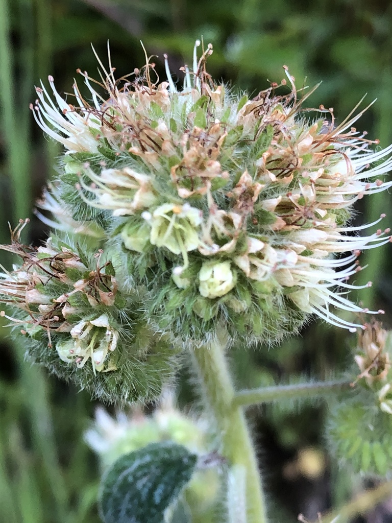 Shade phacelia (Phacelia nemoralis)