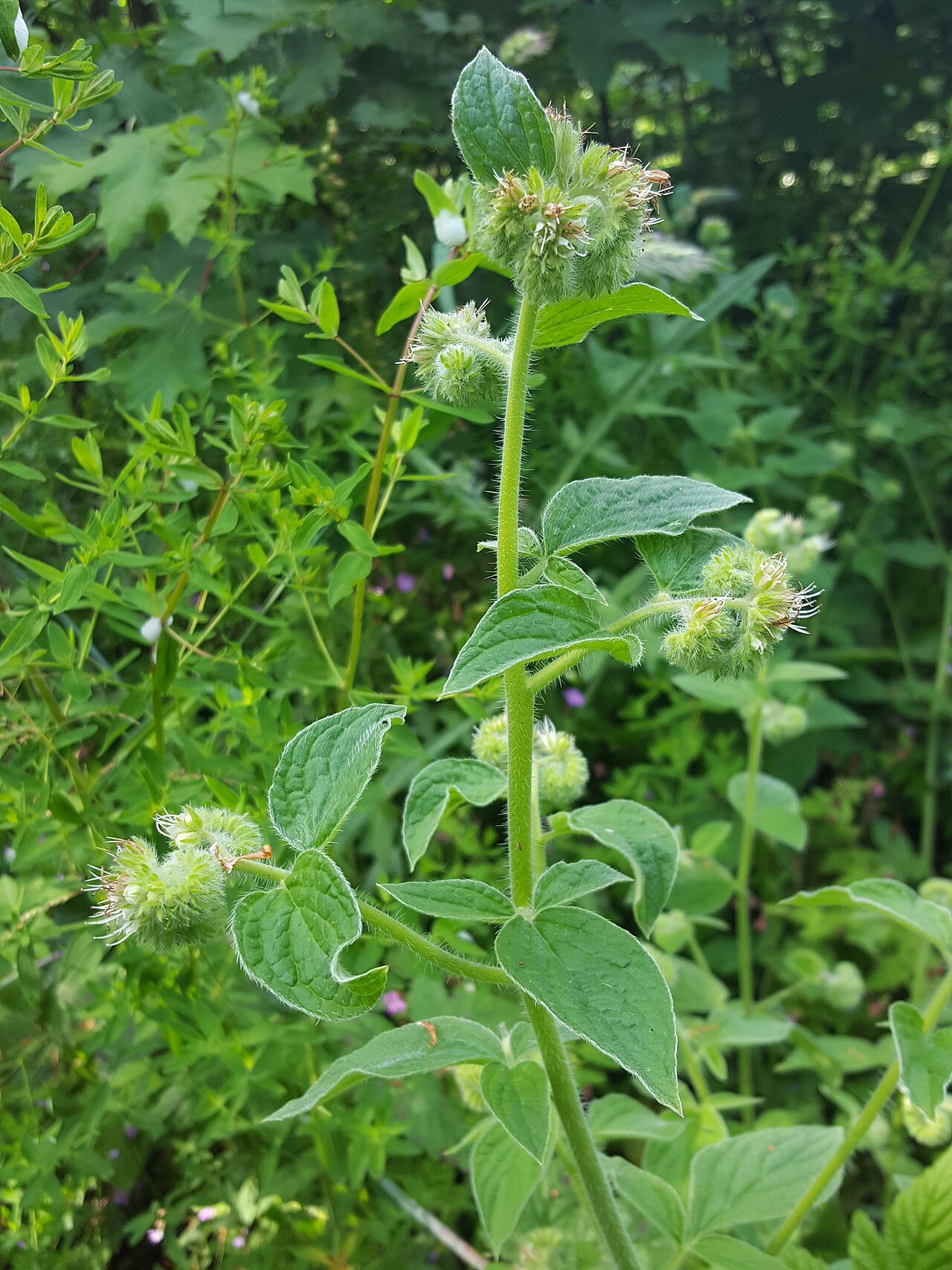 Shade phacelia: Phacelia nemoralis oregonensis in the United States