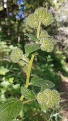Shade phacelia (Phacelia nemoralis)