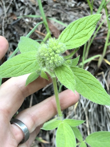 Shade phacelia (Phacelia nemoralis)