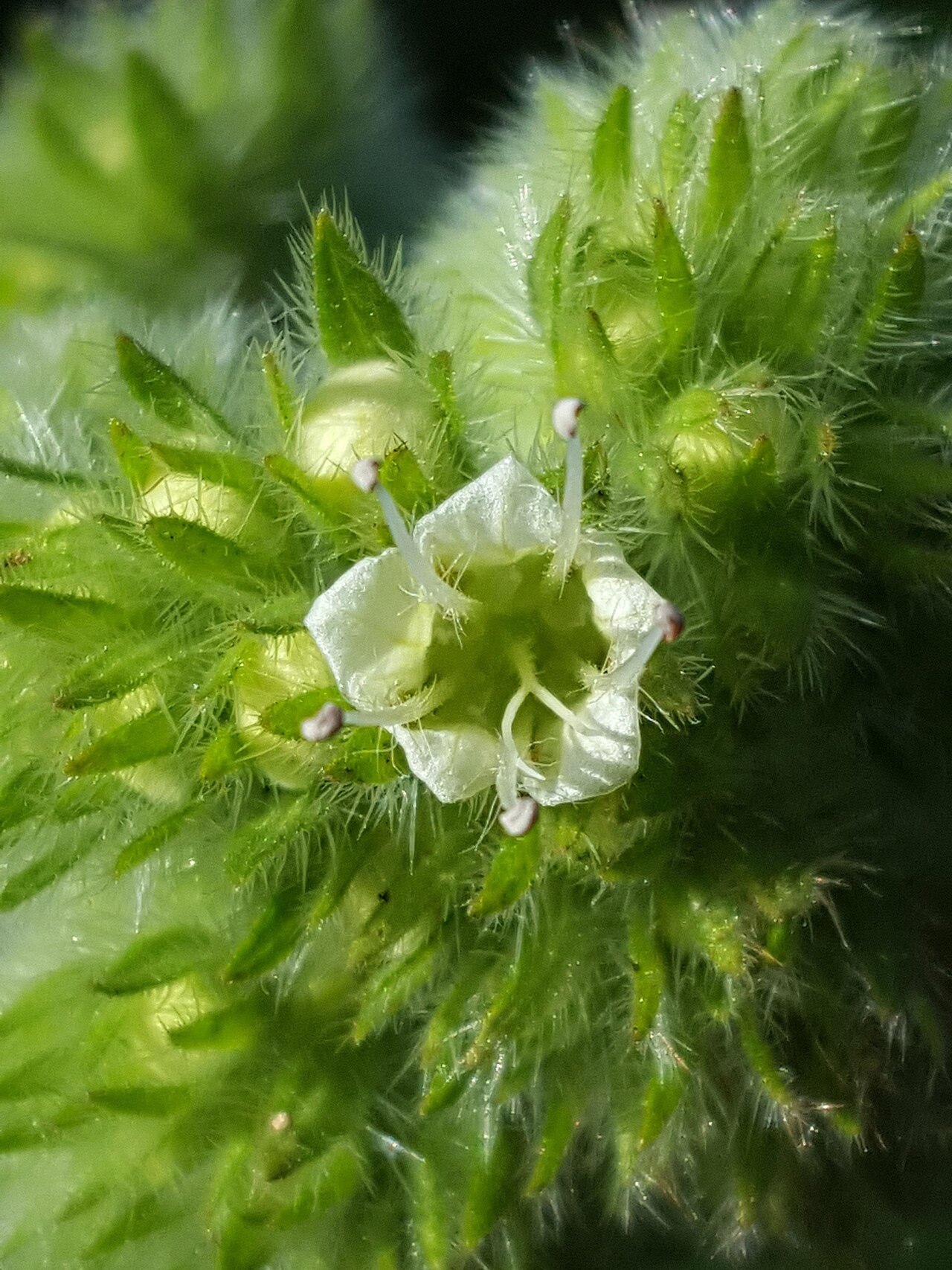Shade phacelia: Phacelia nemoralis oregonensis in the United States