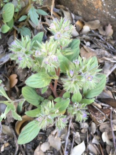Nine Mile Canyon phacelia (Phacelia novenmillensis)