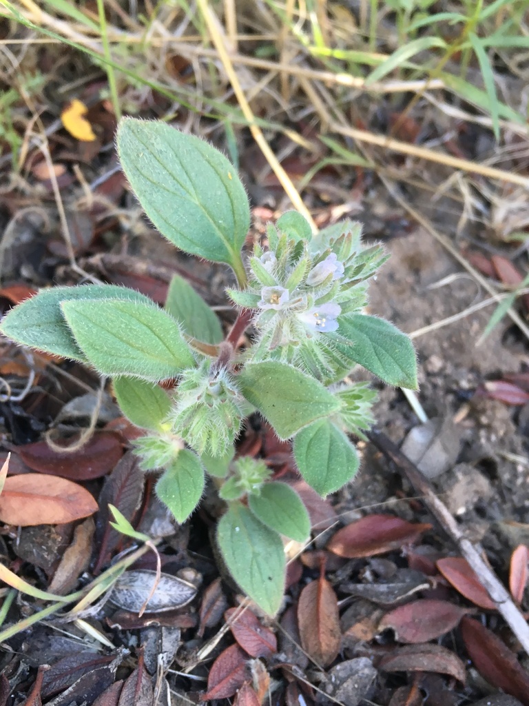 Nine Mile Canyon phacelia (Phacelia novenmillensis)
