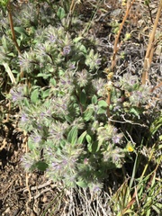Nine Mile Canyon phacelia (Phacelia novenmillensis)
